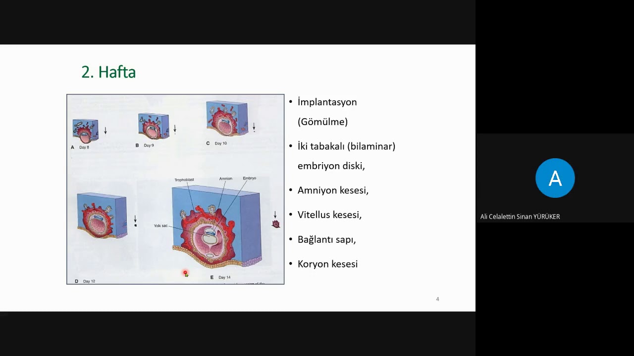 06  Embriyo gelişimi 3. Hafta I