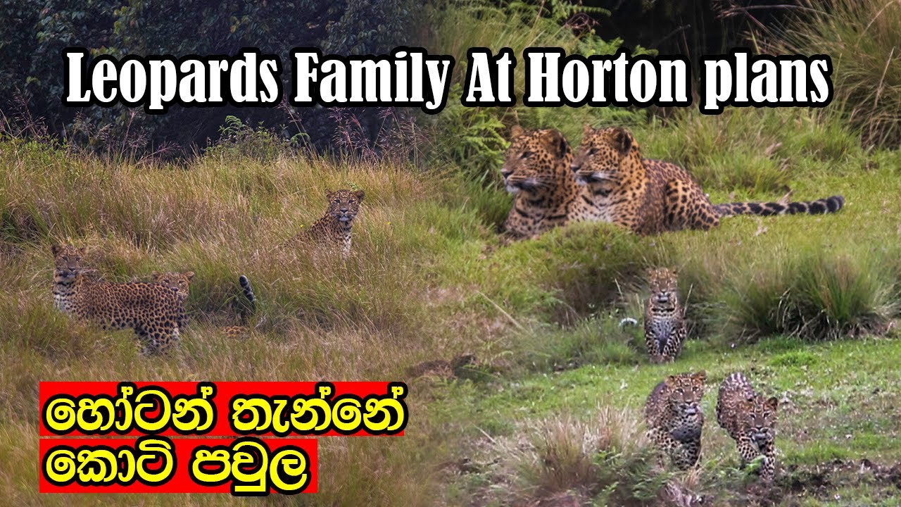 Rare sighting of Horton plans leopards family #leopard #cabs #animals