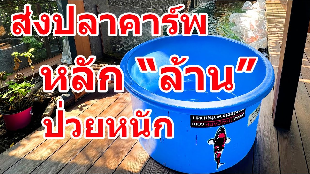 ส่งปลาคาร์พหลักล้าน หายป่วยหนัก