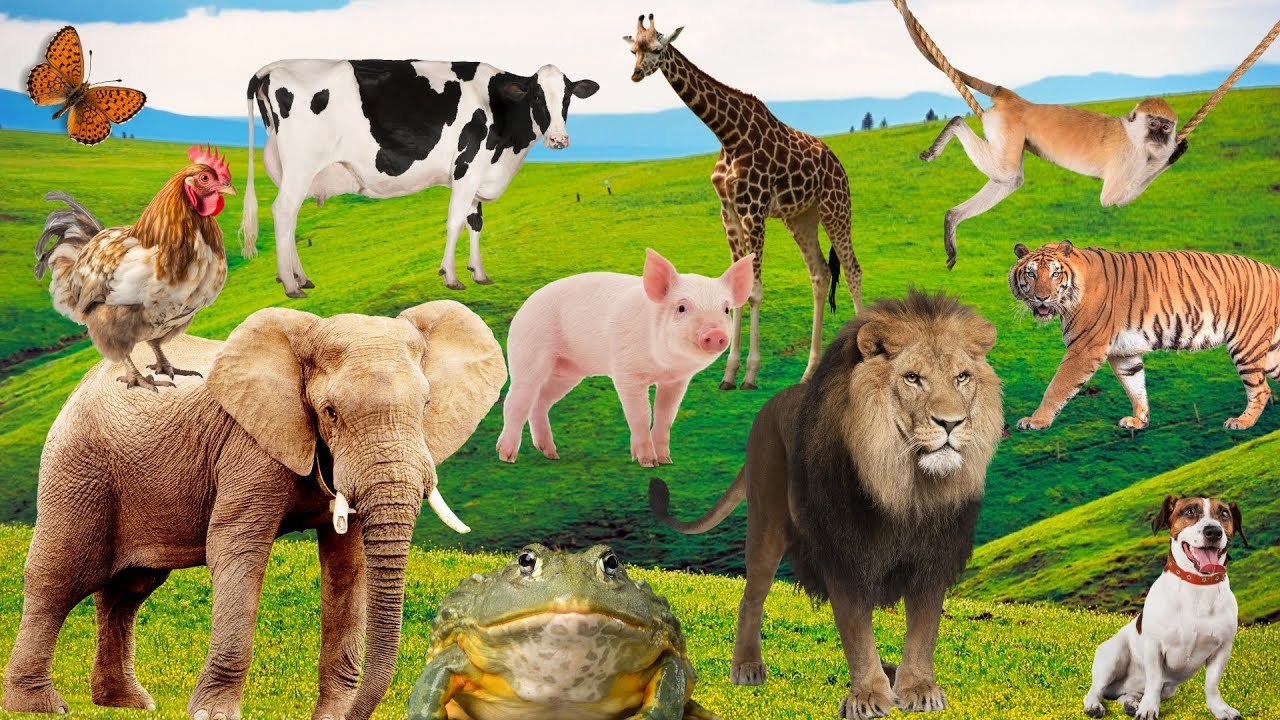 100 Animais para Crian&ccedil;as 🔍 | Conhecendo 100 animais reais 🦁🐘🐠