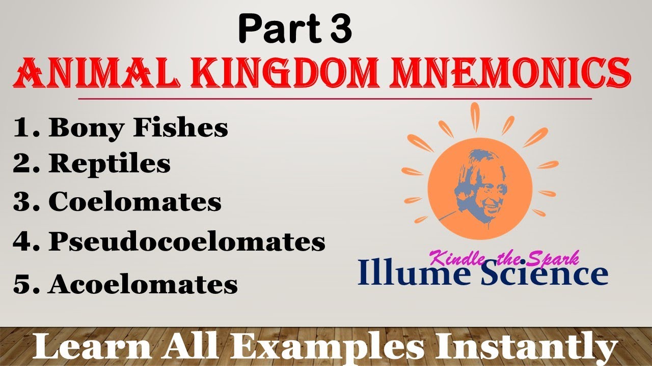 Animal Kingdom Mnemonics | Part 3 | NEET NCERT Tricks | Examples Tricks Animal Kingdom