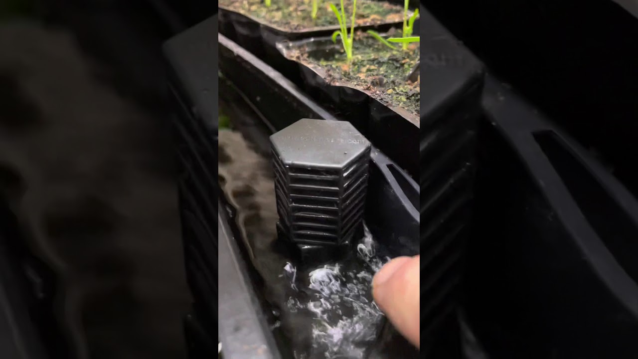 Growing hydroponic root vegetables with flood and drain system
