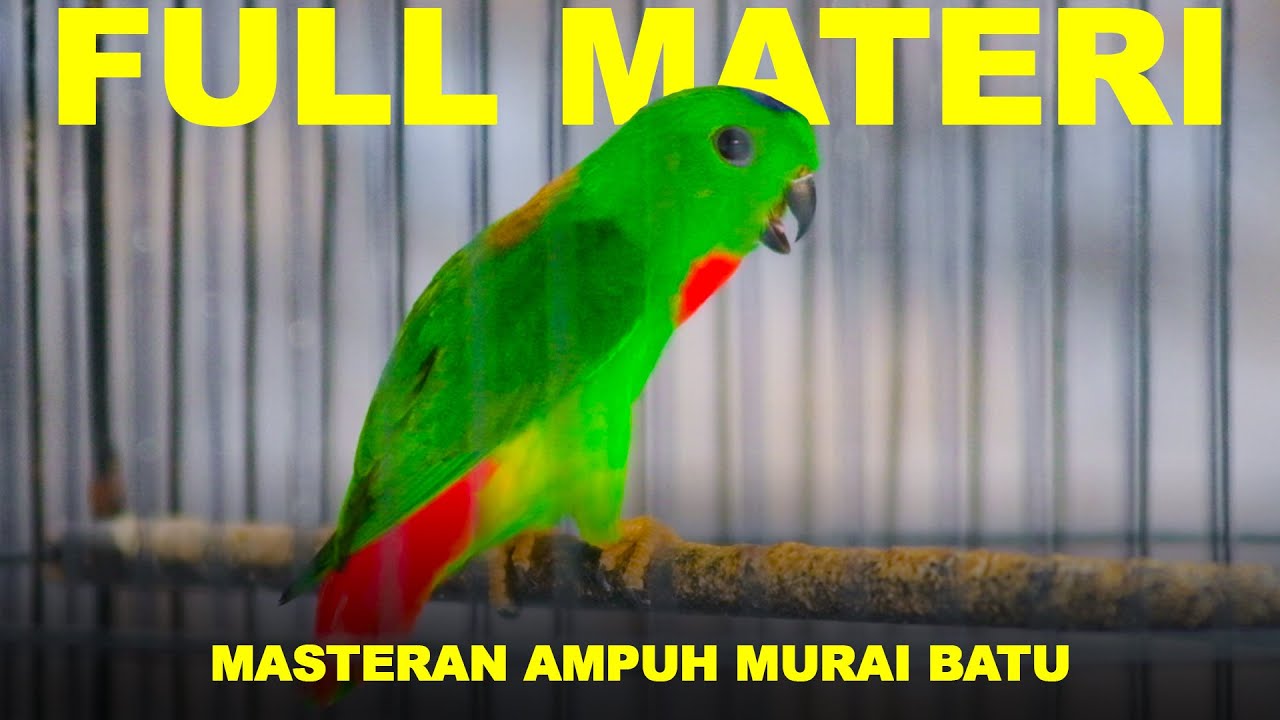 Burung Serindit Full Nembak Kristal Materi Top #serindit #birds #masteranburung #pancinganmuraibatu