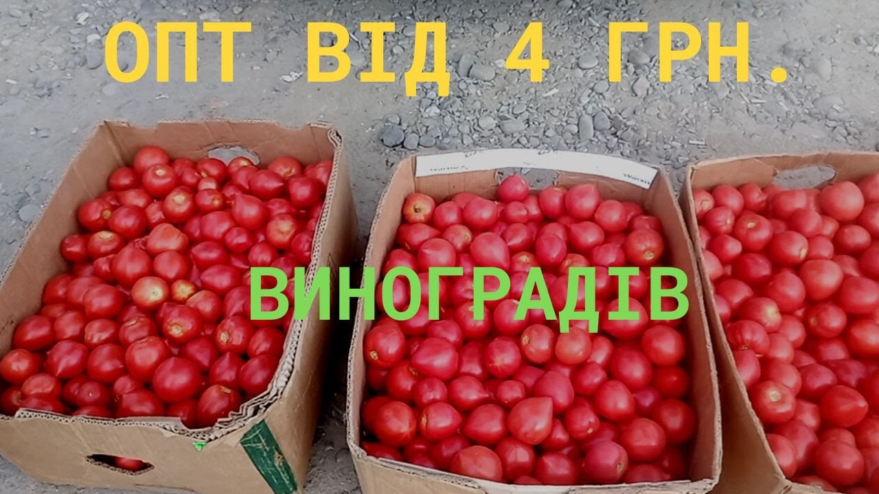 Купити помідори оптом дешево.  Огляд цін на овочі і фрукти на базарі. Виноградівський оптовий ринок.