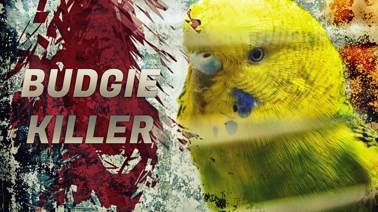 CAN BUDGIES KILL EACH OTHER?