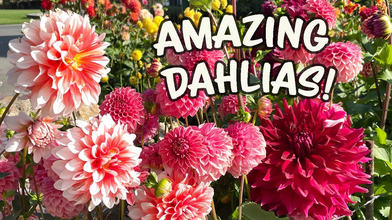 Amazing Dahlias at the county fairgrounds!