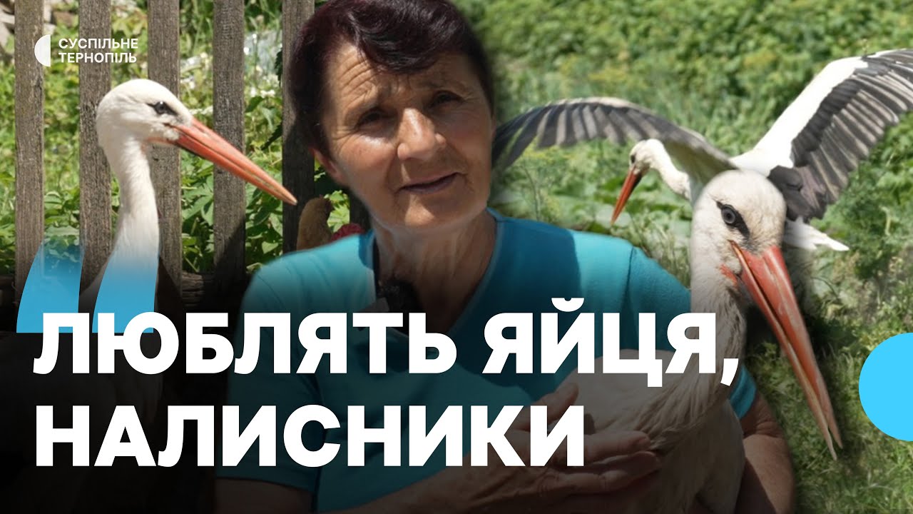 Доглядає лелек, які випали з гнізда