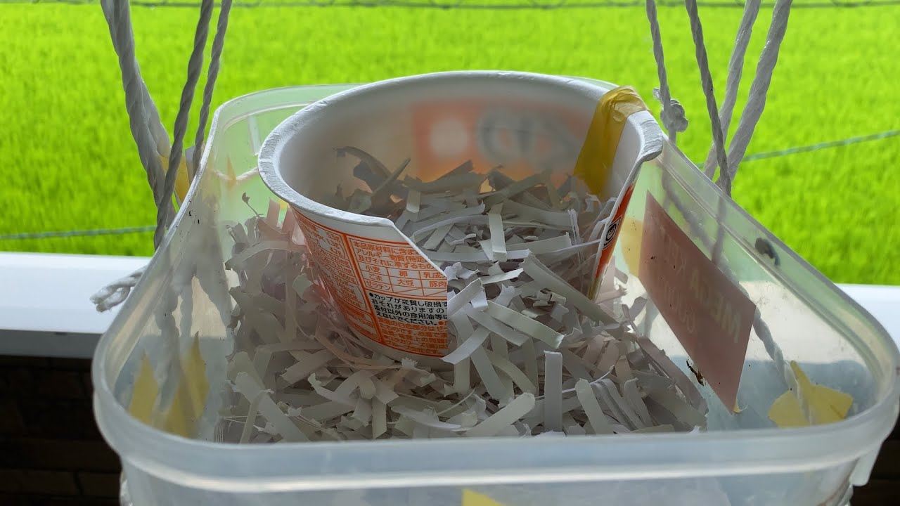ツバメさん　生後25日目　いっぱい飛んでたくさん食べて遊んできたら、夜はここでね！　2022.7.20   Swallows fledging, 25 days after birth.