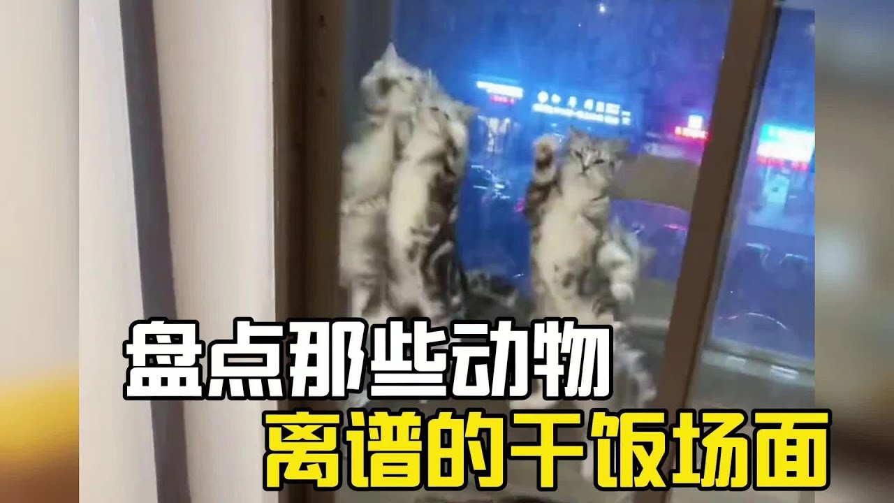 盤點那些動物離譜的干飯場面，貓的干飯速度能有多快，真的和自動餵食器聲音一樣的！#爆笑 #萌宠 #萌寵 #搞笑#搞笑视频#搞笑合集#搞笑挑战#搞笑視頻