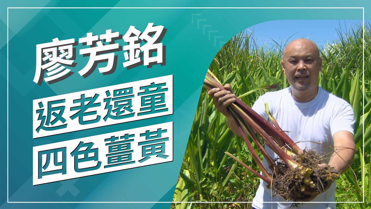 草地狀元- 黒土黃金 四色薑黃(2022.09.19播出)