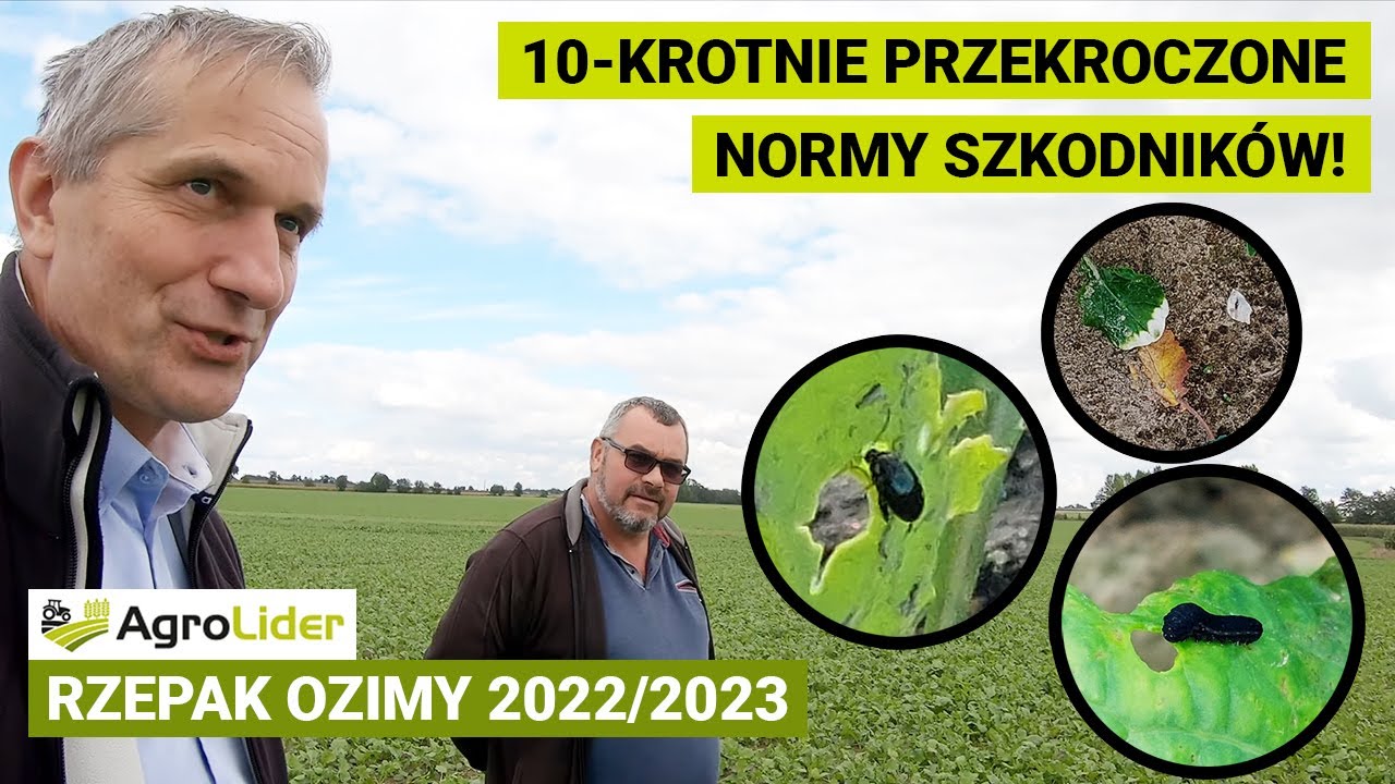 Czas na zabiegi ochronne w rzepaku ozimym 2022 | TOPREX | KARATE ZEON