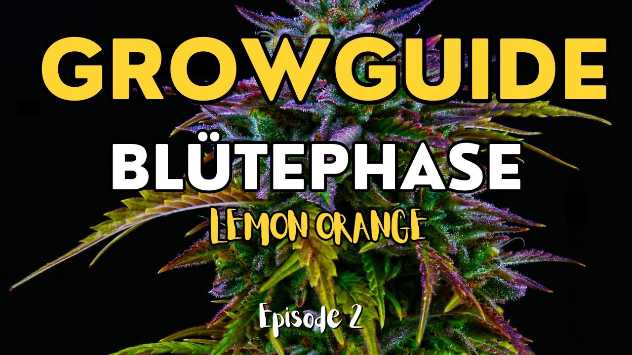 Cannabis Anbau - Blütephase, Lollipopping, Düngen | Growguide Lemon Orange 2/3