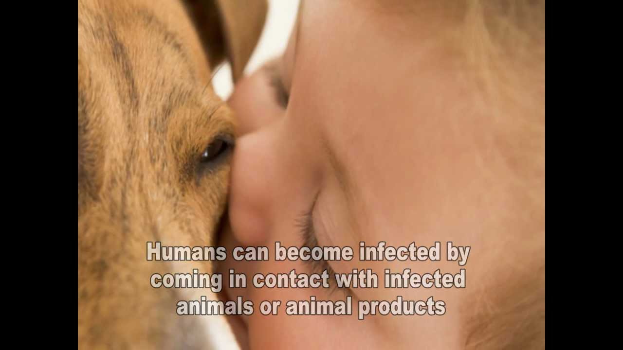 Brucellosis Video