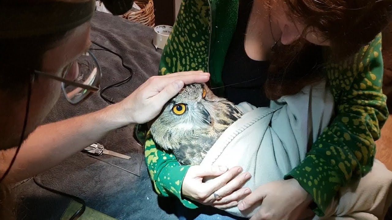 Сколько нужно зоологов, чтобы спилить Ёлку под самый корешок? Обработка клюва филина