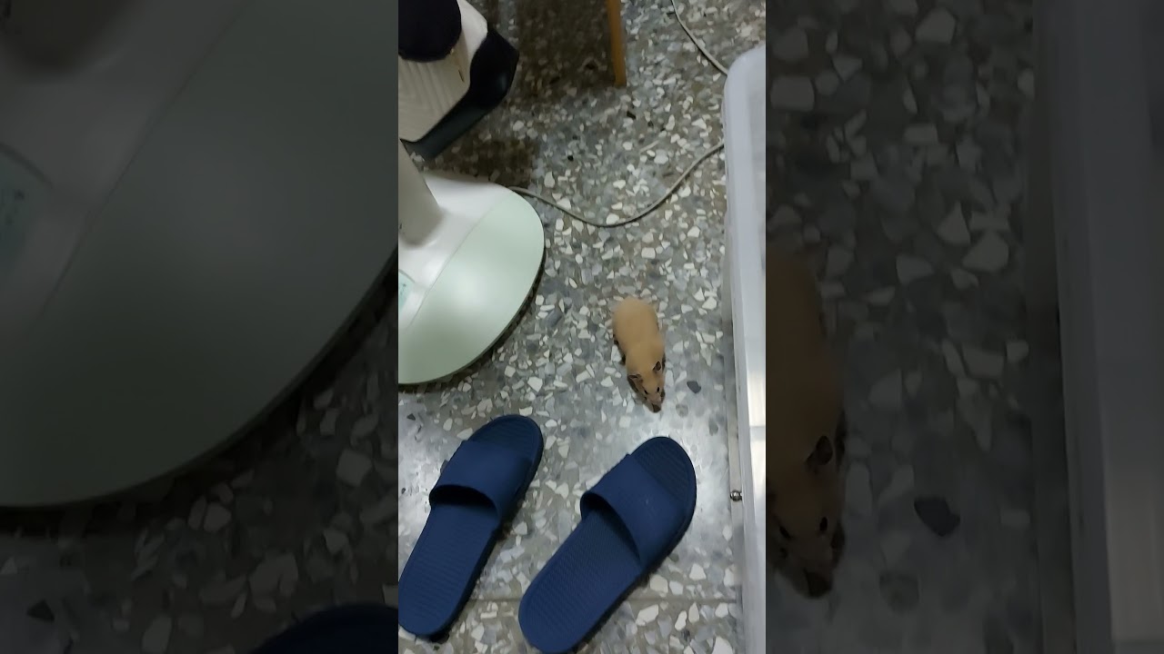 出來放風跑跳的黃金鼠