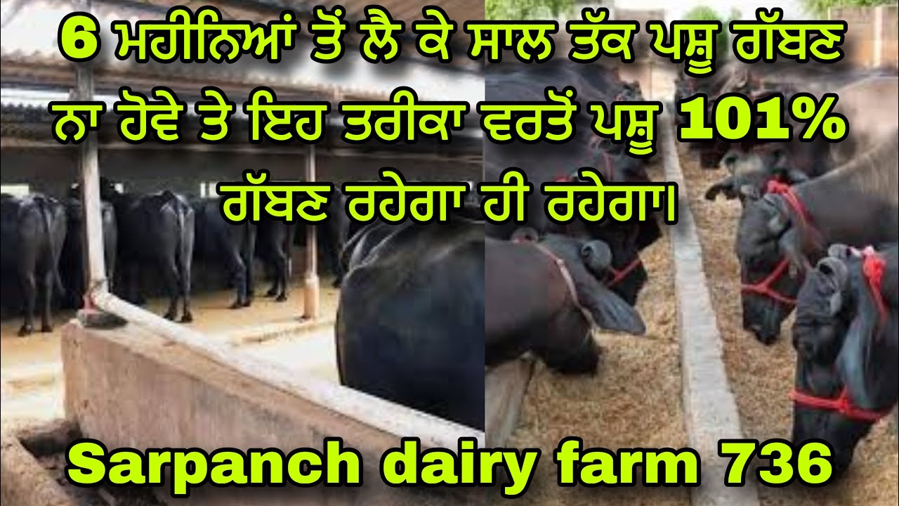 6 ਮਹੀਨਿਆਂ ਤੋਂ ਲੈ ਕੇ ਸਾਲ ਤੱਕ ਪਸ਼ੂ ਗੱਬਣ ਨਾ ਹੋਵੇ ਤੇ ਇਹ ਤਰੀਕਾ ਵਰਤੋਂ ਪਸ਼ੂ 101% ਗੱਬਣ ਰਹੇਗਾ ਹੀ ਰਹੇਗਾ।💉