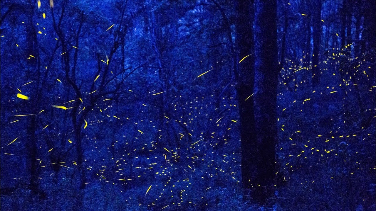 ASC - Fireflies