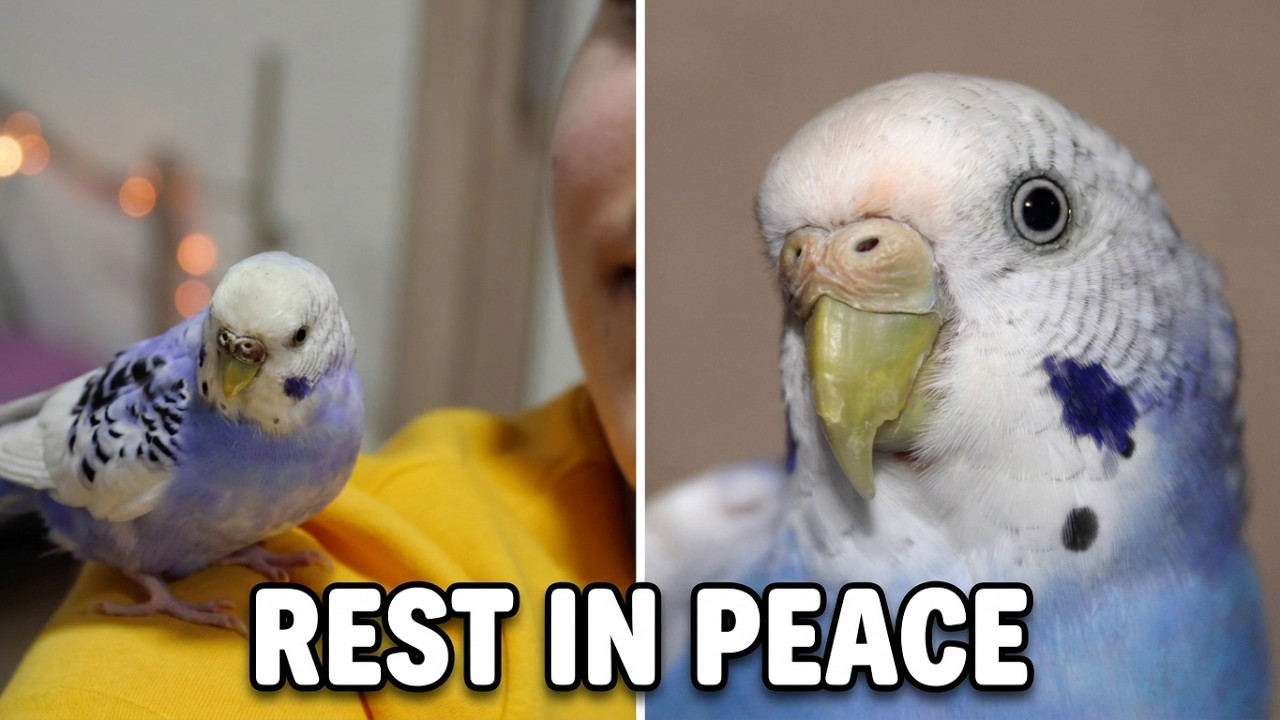 Saying Goodbye to my Budgie Shakira 💔