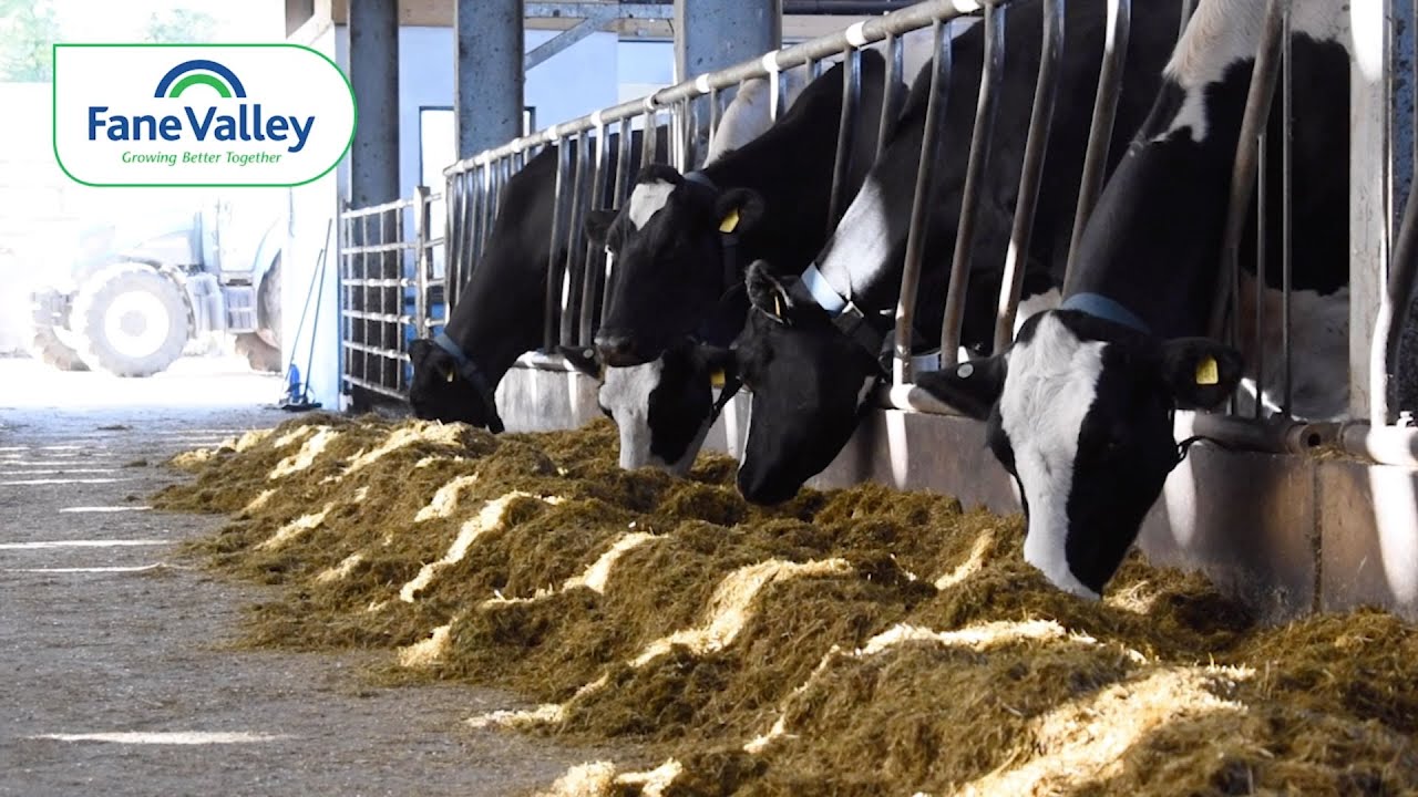 Improving Performance with Lallemand Yeast