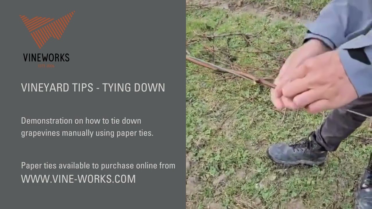 Vineyard Tips - How to tie down grapevines manually using paper ties