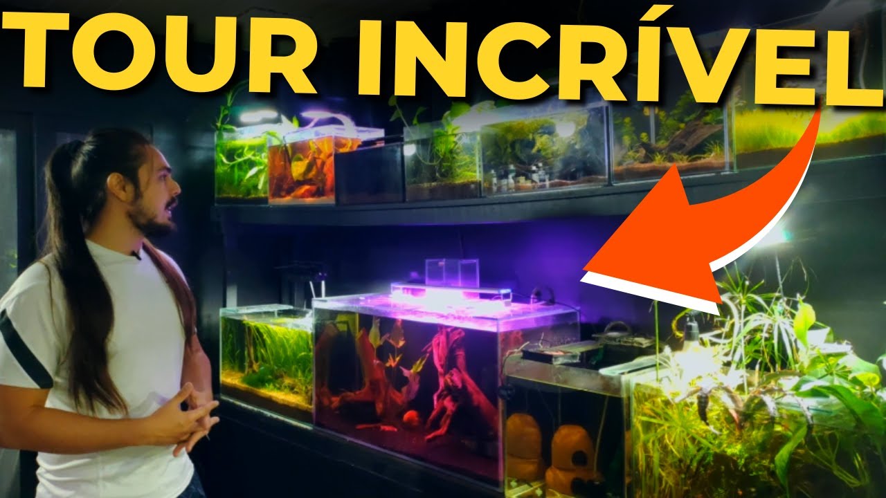 🔴MEGA TOUR POR 20 AQUÁRIOS DA FISHROOM!  |Mr. Betta|