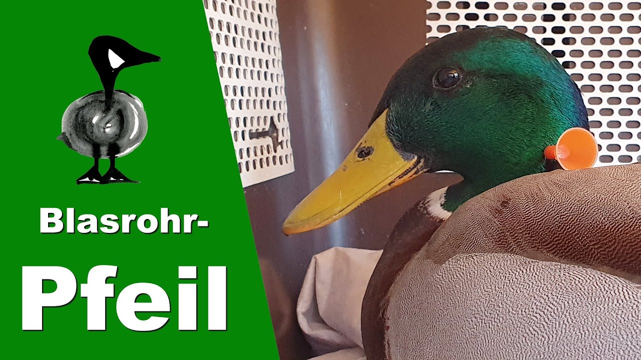 Pfeil im Hals - Tiernotruf #246