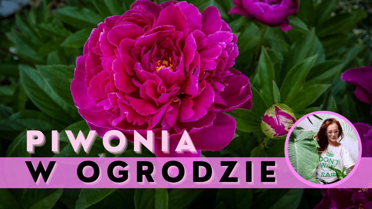 Sadzenie PIWONII w ogrodzie. Jak sadzić, nawozić i dbać o peonię ?