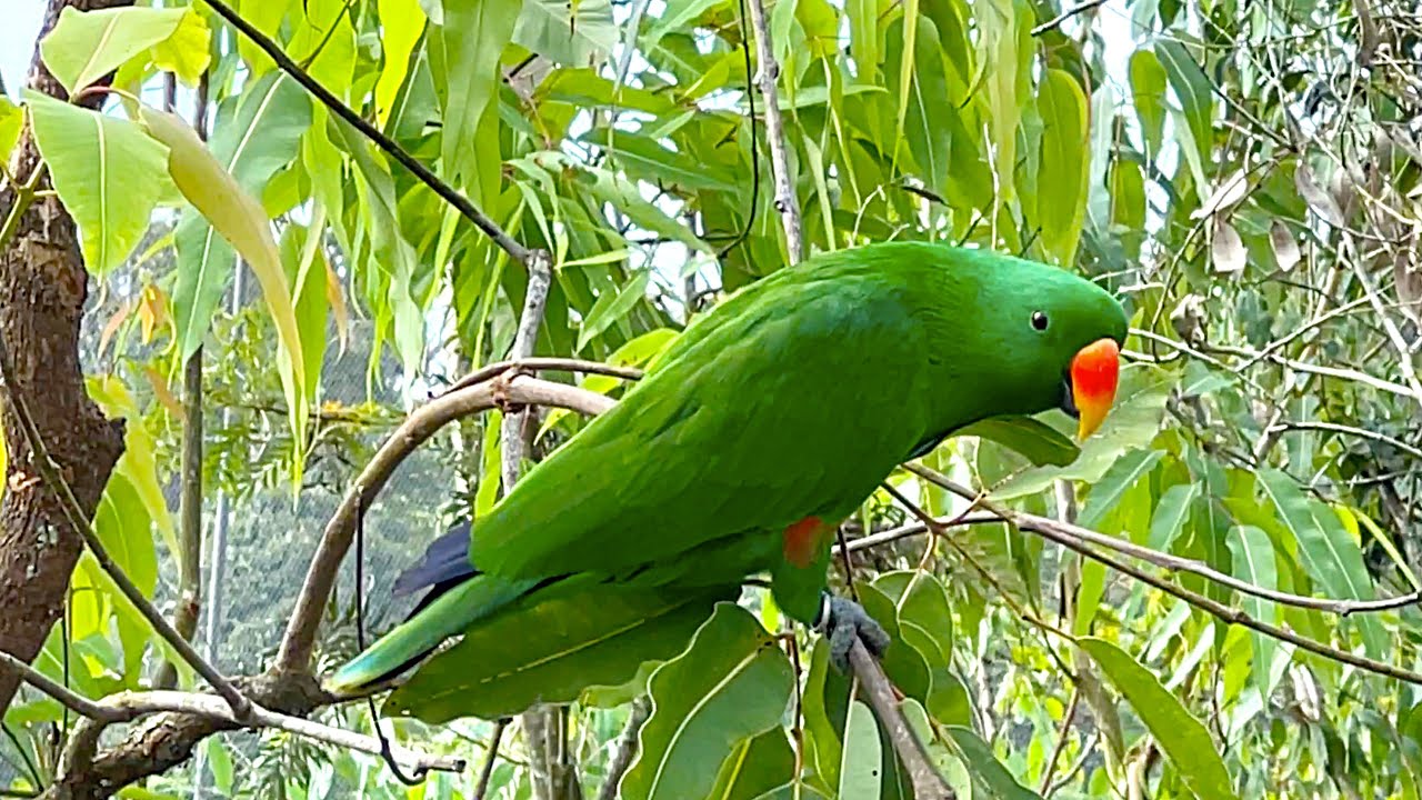 Birds of Bird Paradise in Singapore - Penguin, Eagle, Flamingo, Penguin, Toucan, Lorikeet, Vulture
