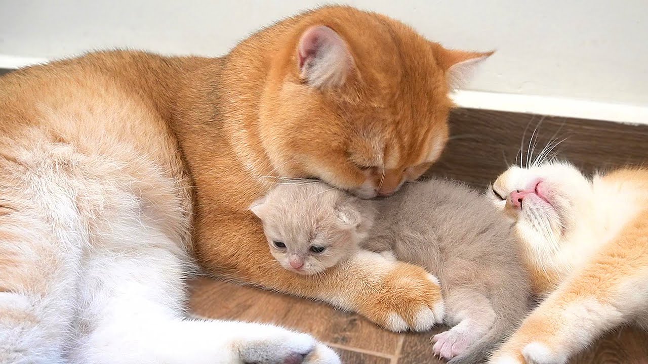 Here's how the daddy cat reacted when I bring the kitten close him