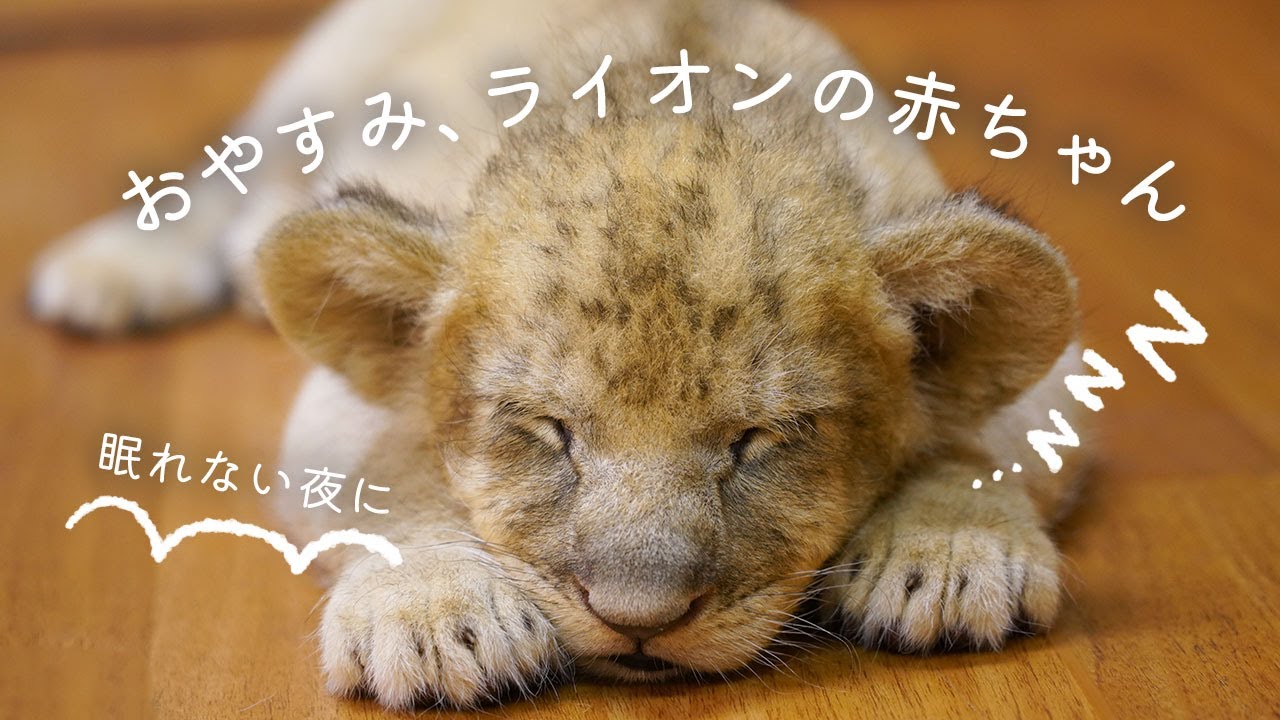 ライオンの赤ちゃん🐾お昼寝特集！