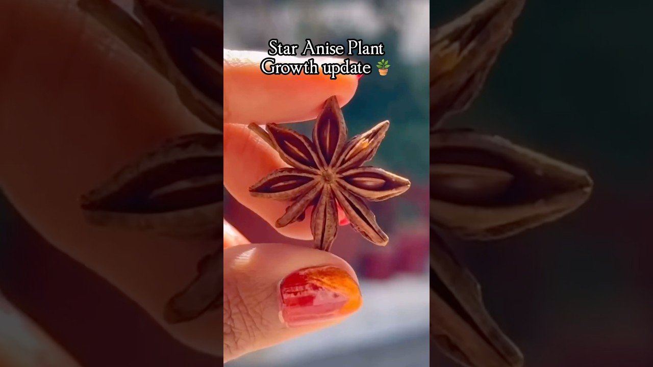 Didn’t expect Star anise Plants could grow so well from dried flower 🪴