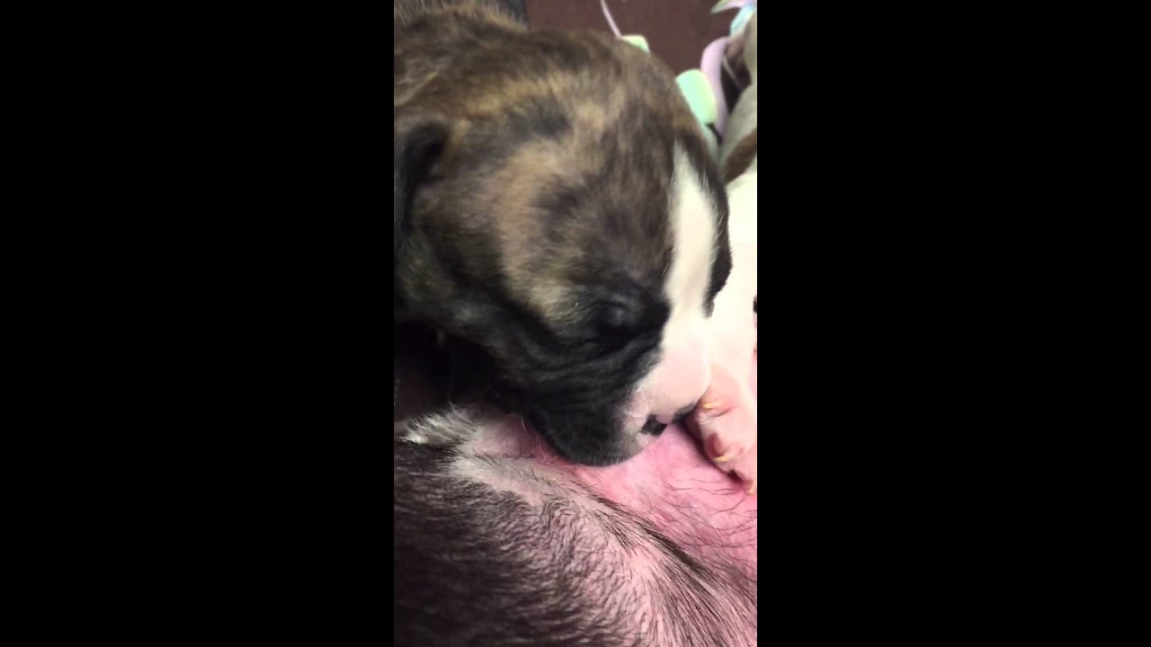 Hungry for mamas milk
