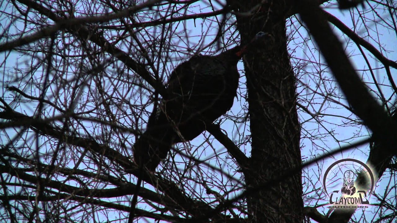 WILD TURKEY gobbles & almost FALLS OUT OF TREE!!! | SHOCK GOBBLES at TRAIN WHISTLE!