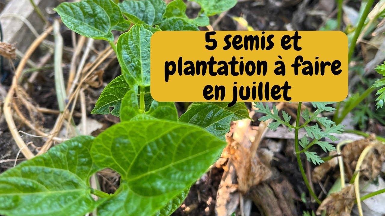 Plantation et récolte en juillet