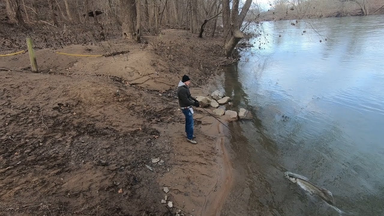 Deps 250!!! (swimbait) Smart musky, was it one or was it four?