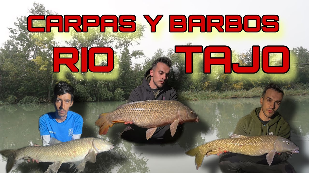 SESION CARPAS Y BARBOS | RIO TAJO | CARPFISHING | 2024
