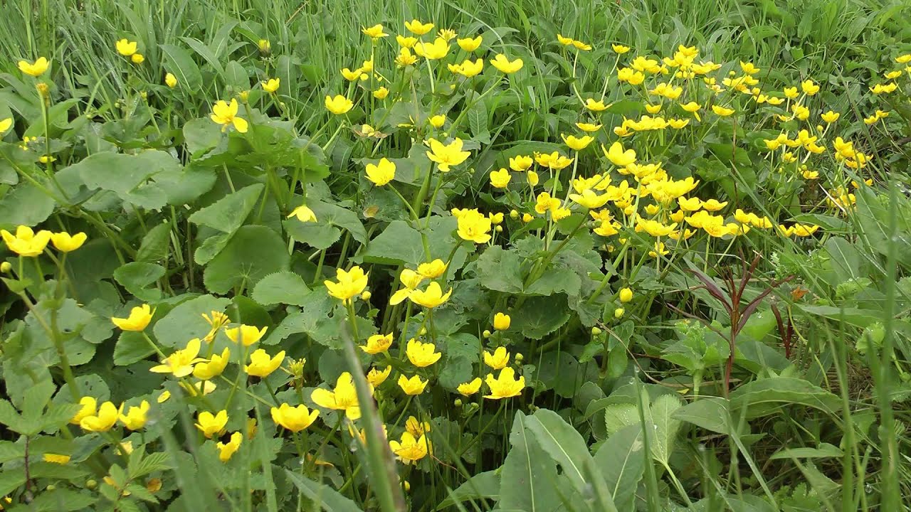 Im Land der SUMPFDOTTERBLUMEN - 