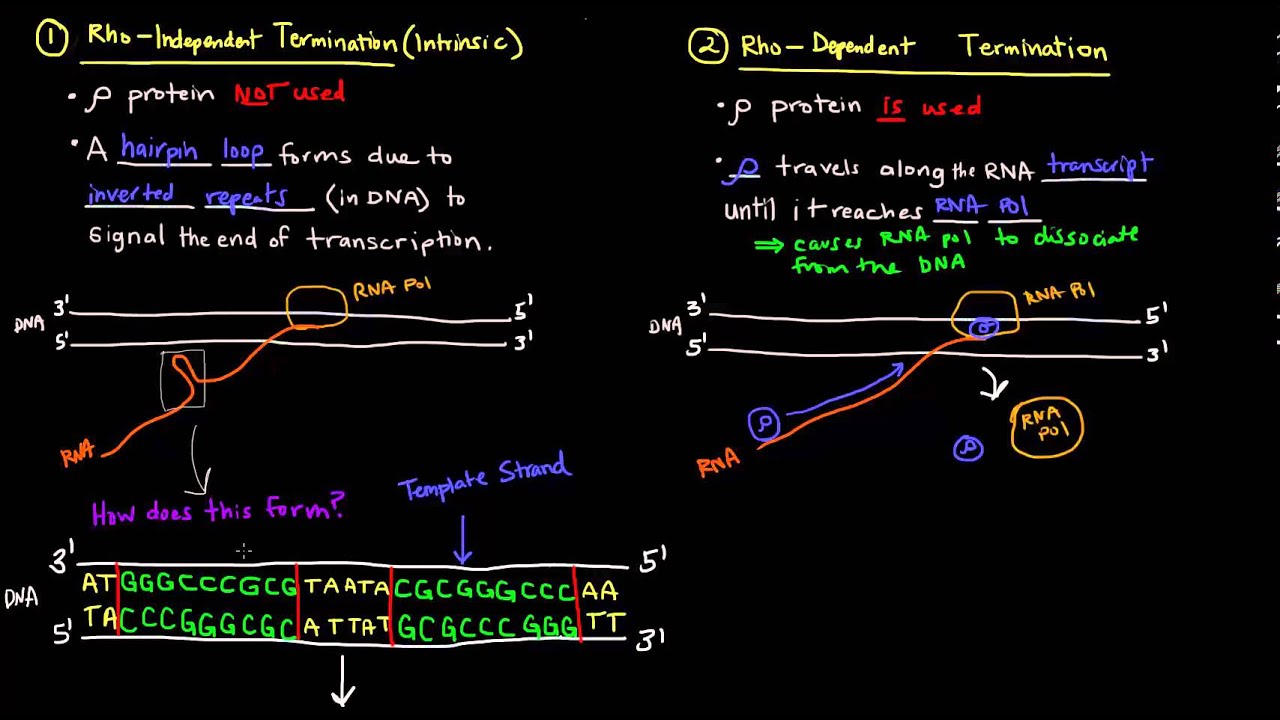Transcription (Part 5 of 6) - Termination in Prokaryotes