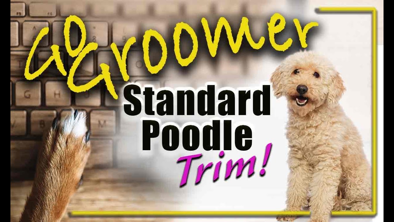 Complete Standard Poodle Trim