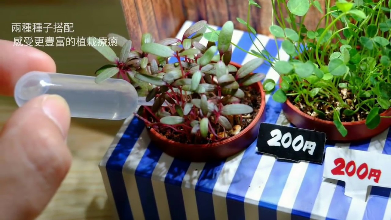 費思科 Fesc:l－Paper Garden LED 八百屋 迷你植物燈 多肉植物 室內種植 綠手指必備