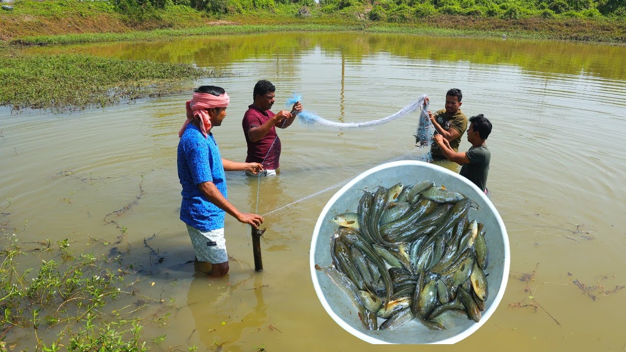 পুকুর থেকে টাটকা দেশি মাগুর ধরে রান্না করে খাওয়া | Fishing and cooking | village cooking vlog