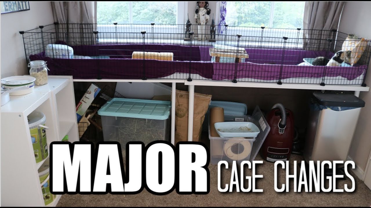 MAJOR Guinea Pig Cage Changes / Part 1