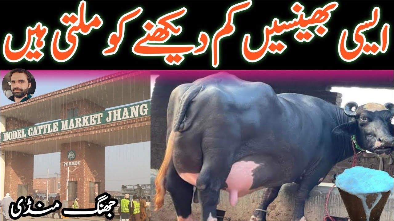 Nili Ravi Buffalo || Today Malomur Jhang Mandi || Fresh Rate Latest Updates || Jhang Janwar Mandi 🐂 