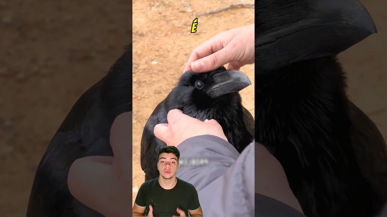 J&aacute; pensou ter um corvo de estima&ccedil;&atilde;o #animais #corvo #pets