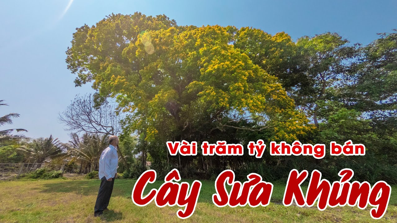Cây Sưa ( Cây Giáng Hương ) LỚN NHẤT VIỆT NAM trị giá hàng trăm tỷ ra hoa như cây vàng
