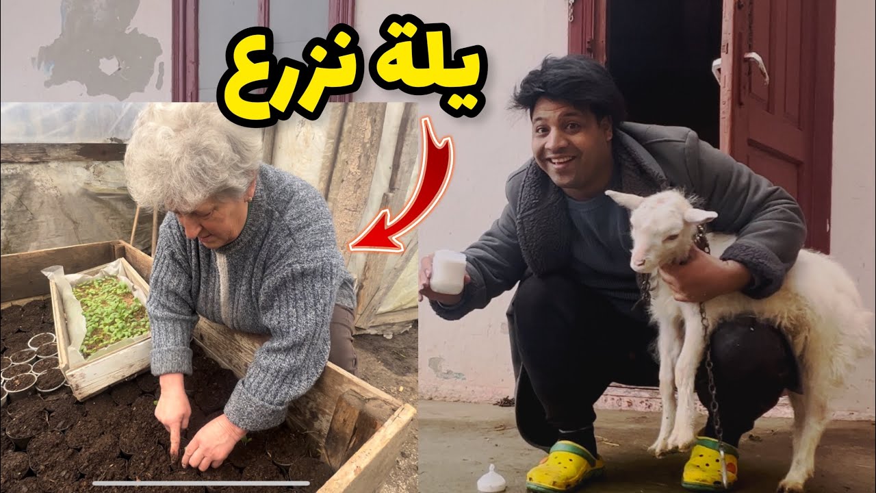 رحت زرت الجدة و الجد بدون ايرا _  شرب المعزة حليب بالممة 🍼🐐 _  الريف الاوكرانية 🇺🇦| مصطفى ستار