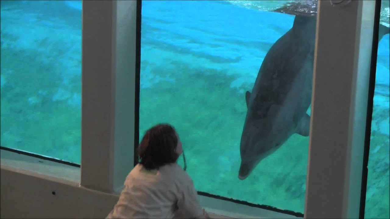 Delfinträning i delfinlagunen på Kolmården