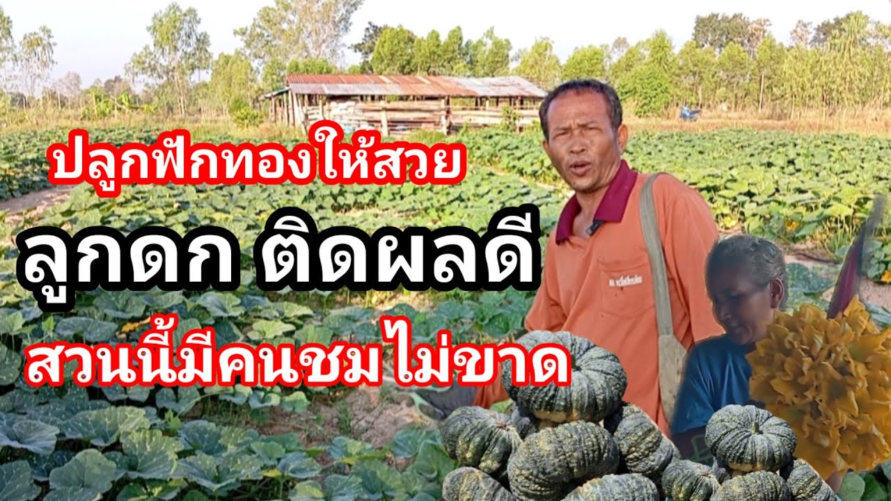 ปลูกฟักทองสวยงามเกินต้าน!!คนแห่ถามสูตรลุงชีวินไม่ขาด ทำอย่างไรจึงงามขนาดนี้