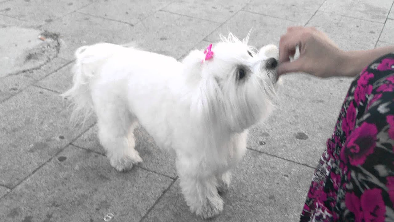 Maltese dog doing tricks - BEBA maltezer