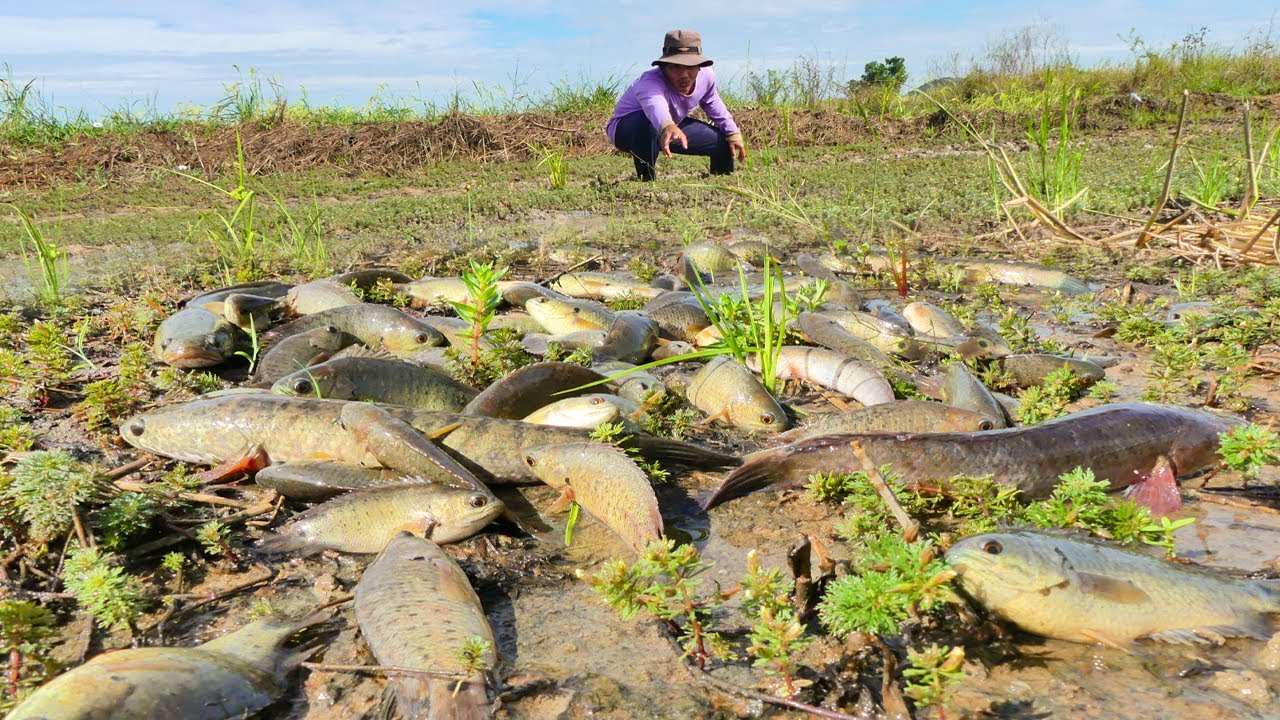 Unbelievable! Catfish Cover the Field – Easy Catch! Craziest Catch I’ve Ever Seen
